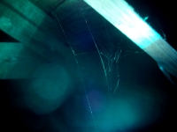 Spider Web